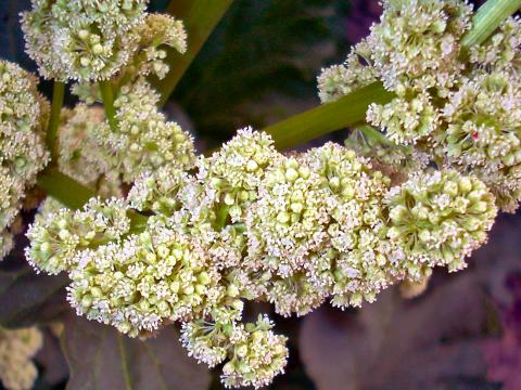 معرفی گیاهان - ریواس